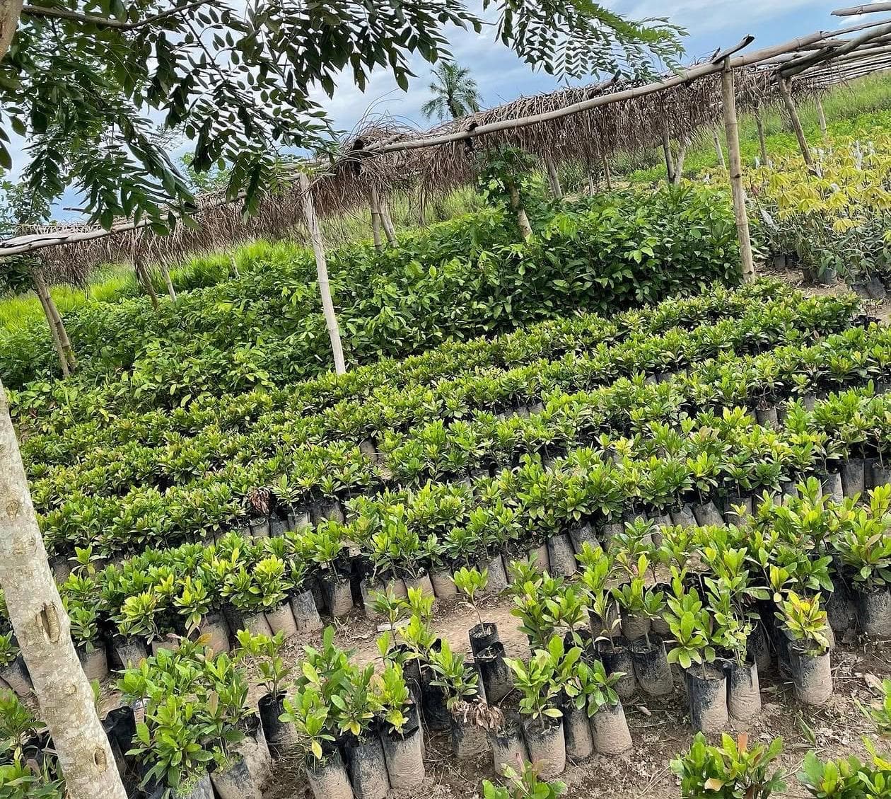 Our nursery: seedlings before planting