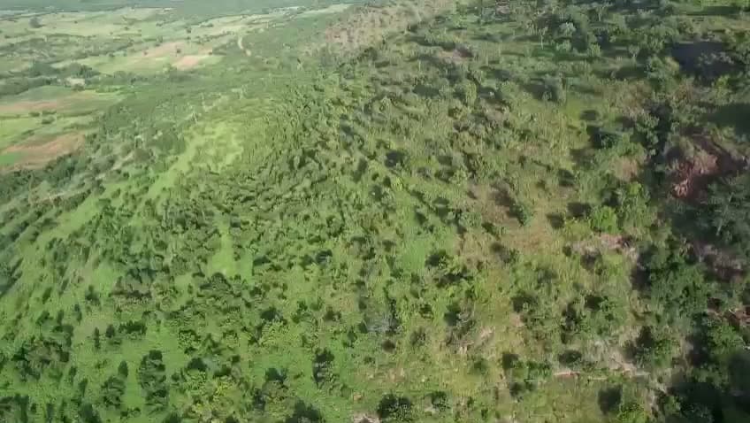 Tree canopy across the valley